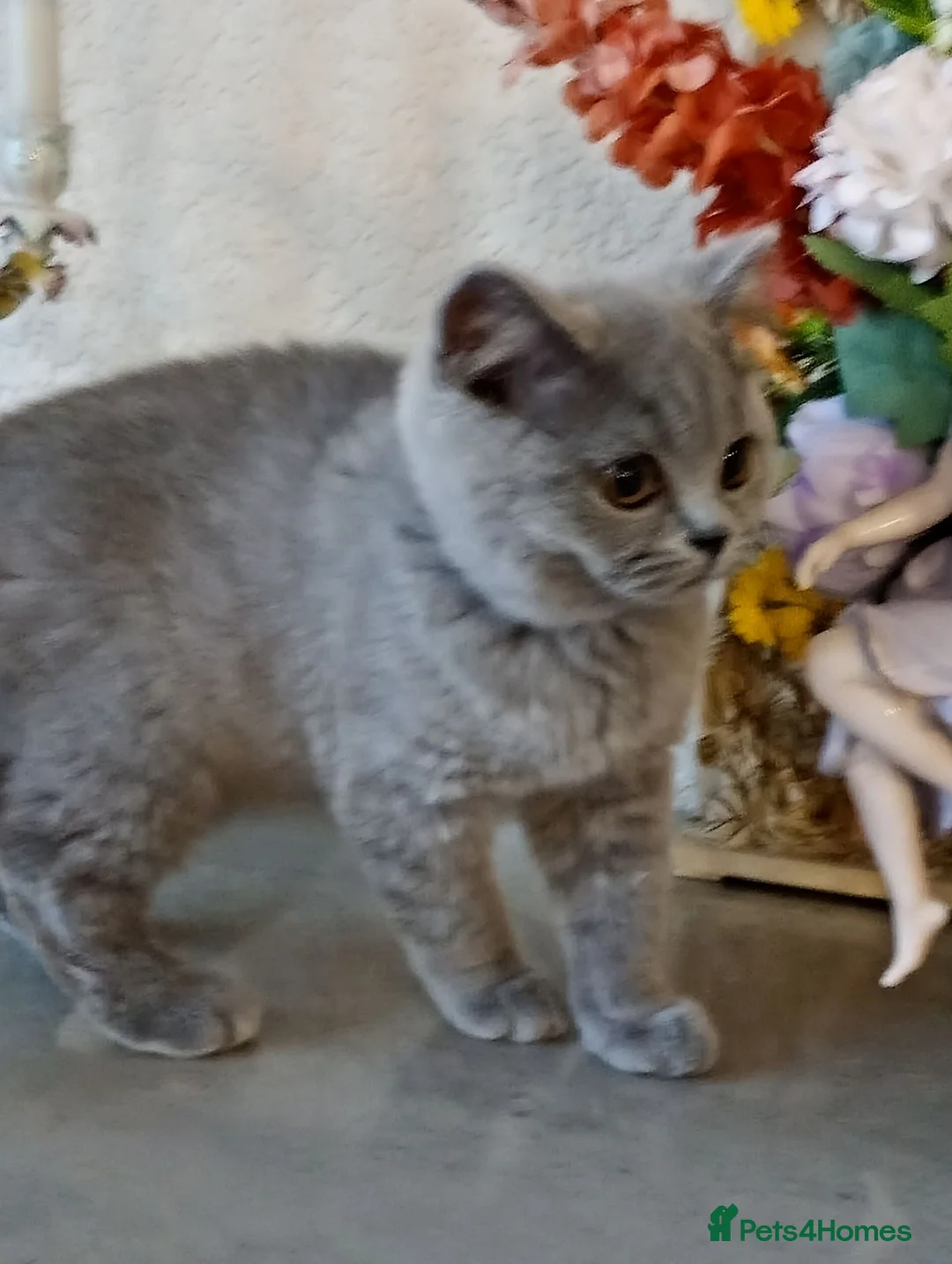 British Shorthair cats for sale: Gorgeous British Shorthair Blue Kittens - Advert 2