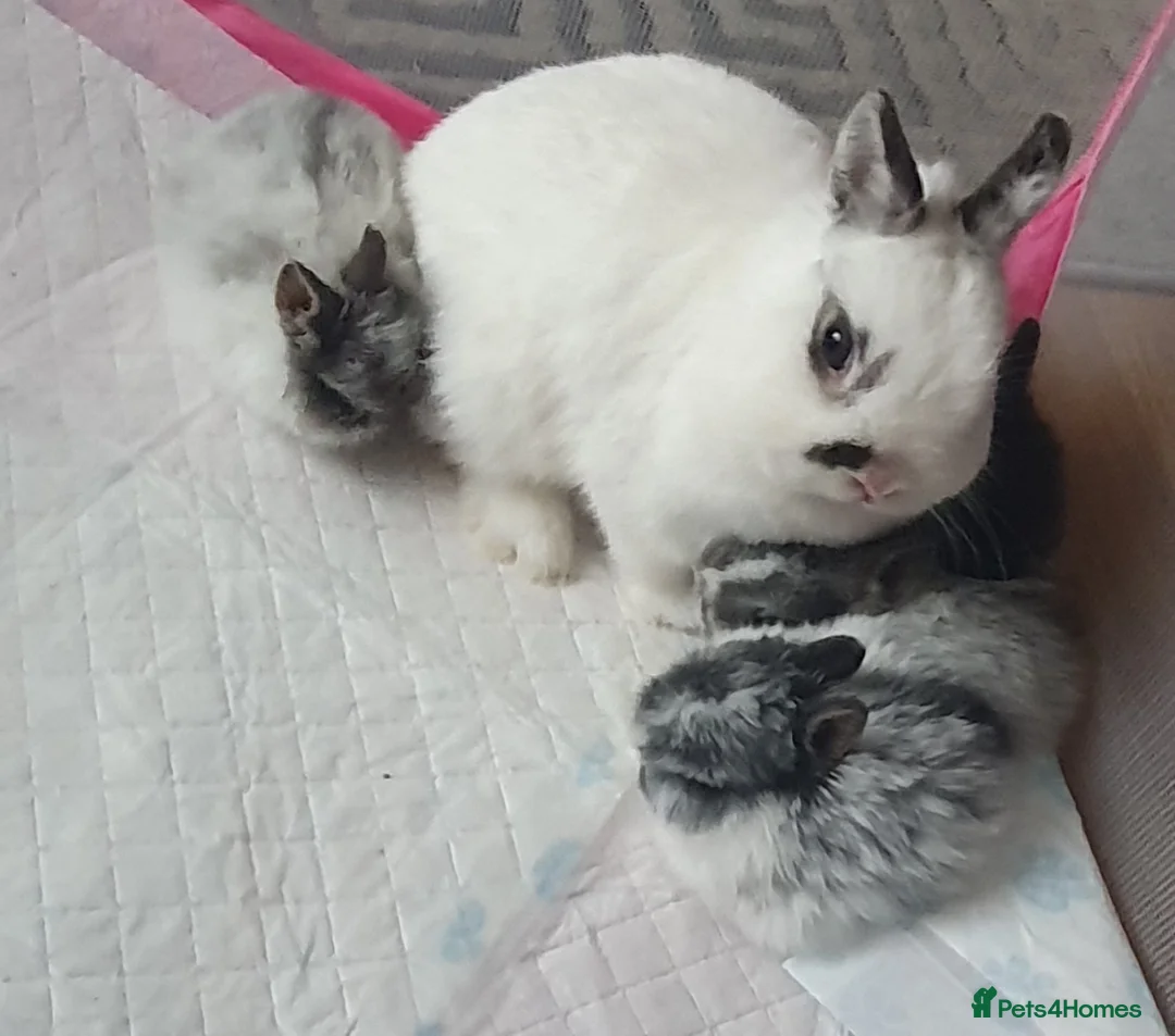 Netherland Dwarf rabbits for sale: 4 Beautiful Netherland Dwarf Buns in Pinner - Advert 14