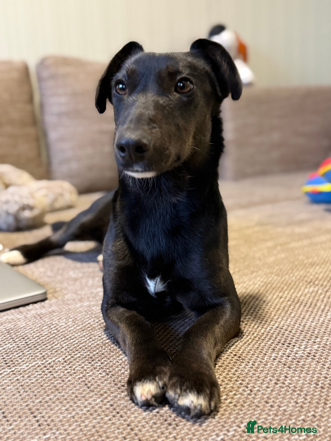 Dachshund dogs for adoption: Cute Lolita looking for LOVE  - Advert 17