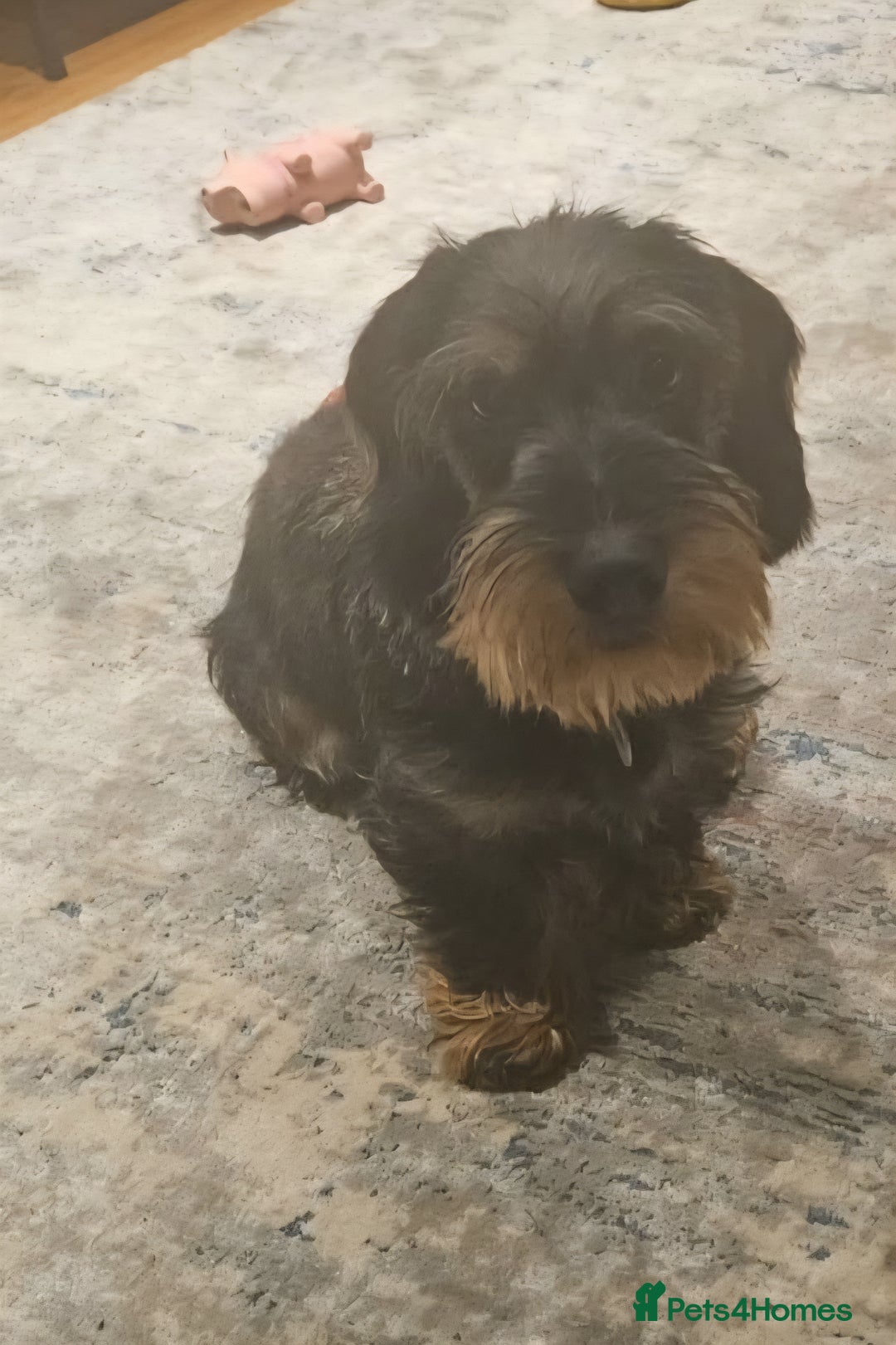 Dachshund dogs for sale: 18 month Teckle looking for a home - Image 3