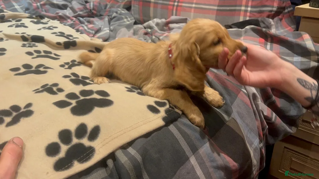 Cockapoo dogs for sale: Cocker spaniel/ cocapoo  - Advert 38