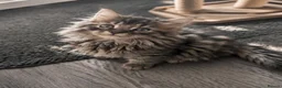 Siberian cats for sale: Siberian kittens in Chesterfield - Advert 7