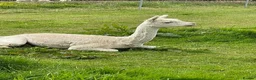 Alpaca livestock for sale: 3 Pet Males in Canonbie - Advert 1