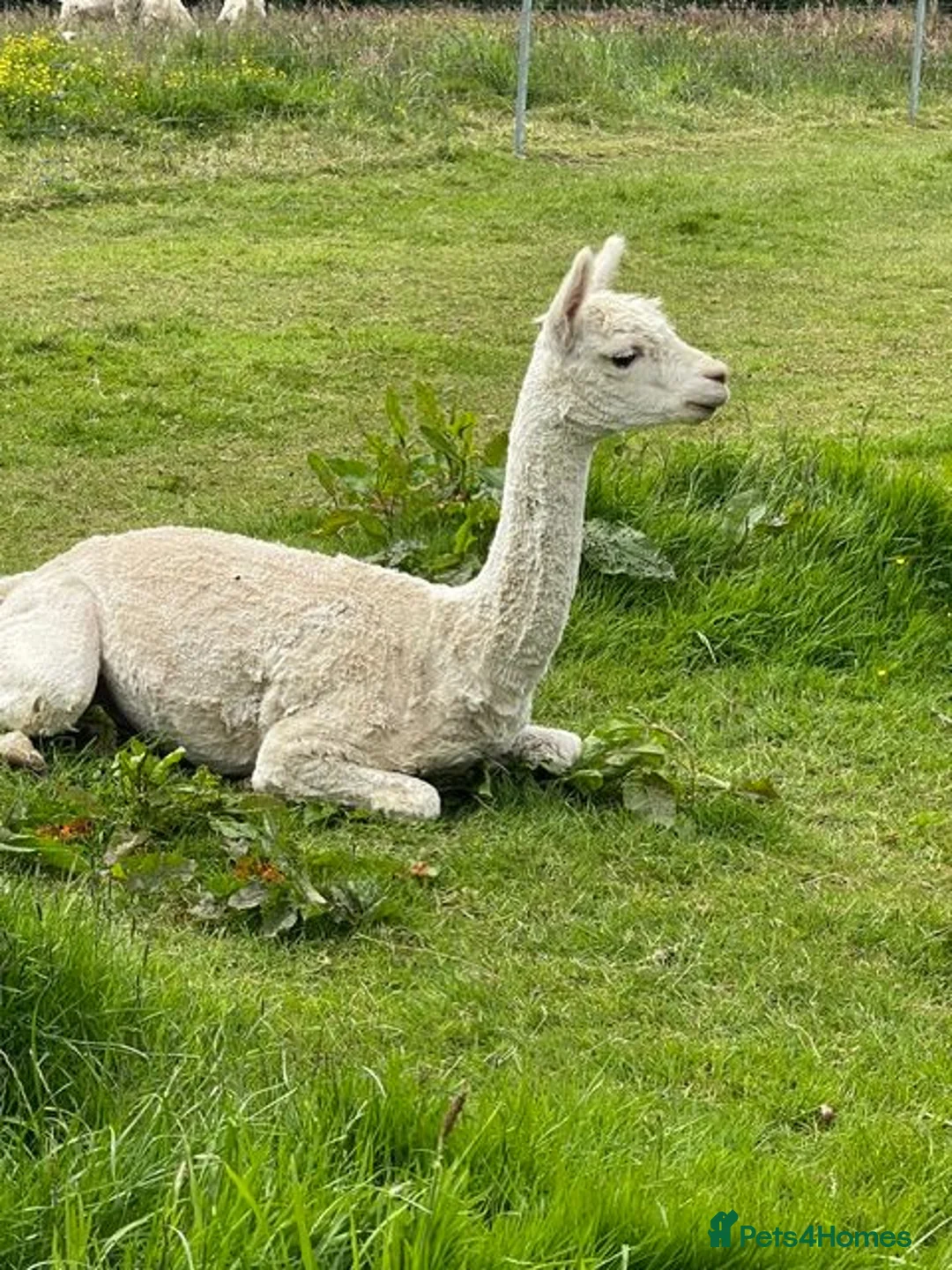 Alpaca livestock for sale: 3 Pet Males in Canonbie - Advert 1