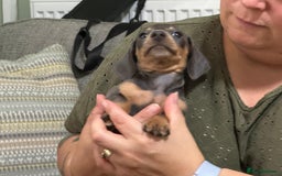 Dachshund dogs for sale: Dachshund puppies  in Driffield - Image 14
