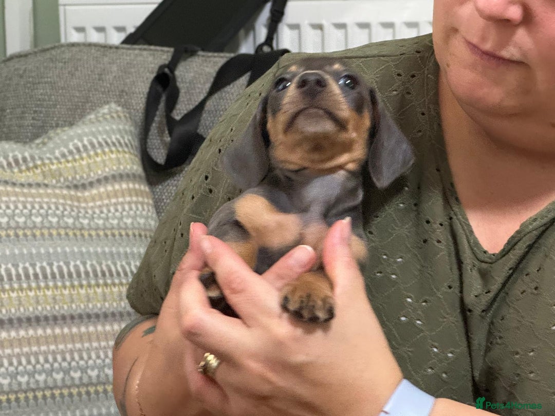 Dachshund dogs for sale: Dachshund puppies  in Driffield - Image 14