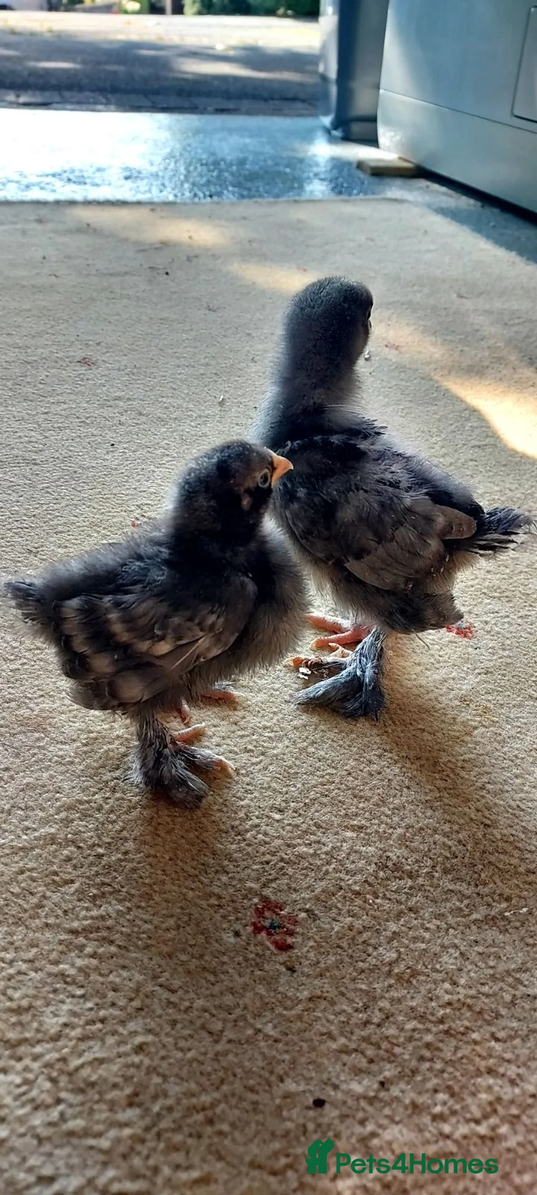 Chickens poultry for sale: 2 Stunning Cukoo Pekin Bantam Chicks - 2 weeks old in Lancaster - Advert 2