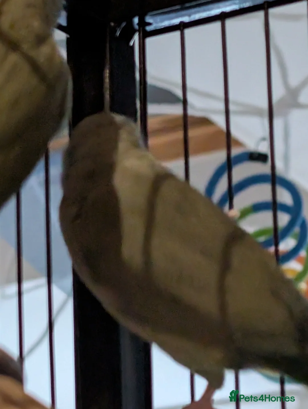 Parrots birds for sale: 2 male parrotlets - Advert 2