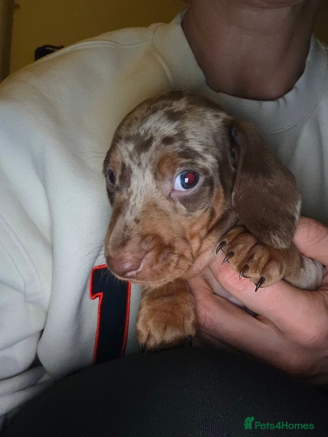 Dachshund dogs for sale: Standard Dachshund Puppies - Advert 12