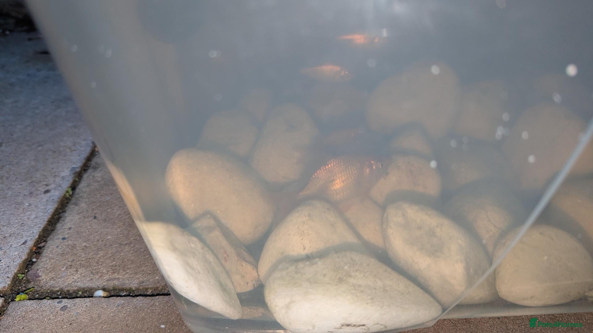 Goldfish fish Baby Pond Fish. Free to a good home - Advert 3