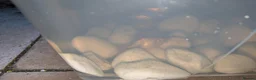 Goldfish fish for sale: Baby Pond Fish. Free to a good home in Stoke-on-Trent - Advert 1