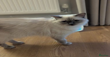 Ragdoll cats - Advert 8
