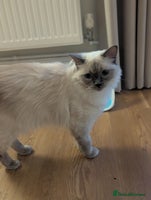 Ragdoll cats - Advert 2