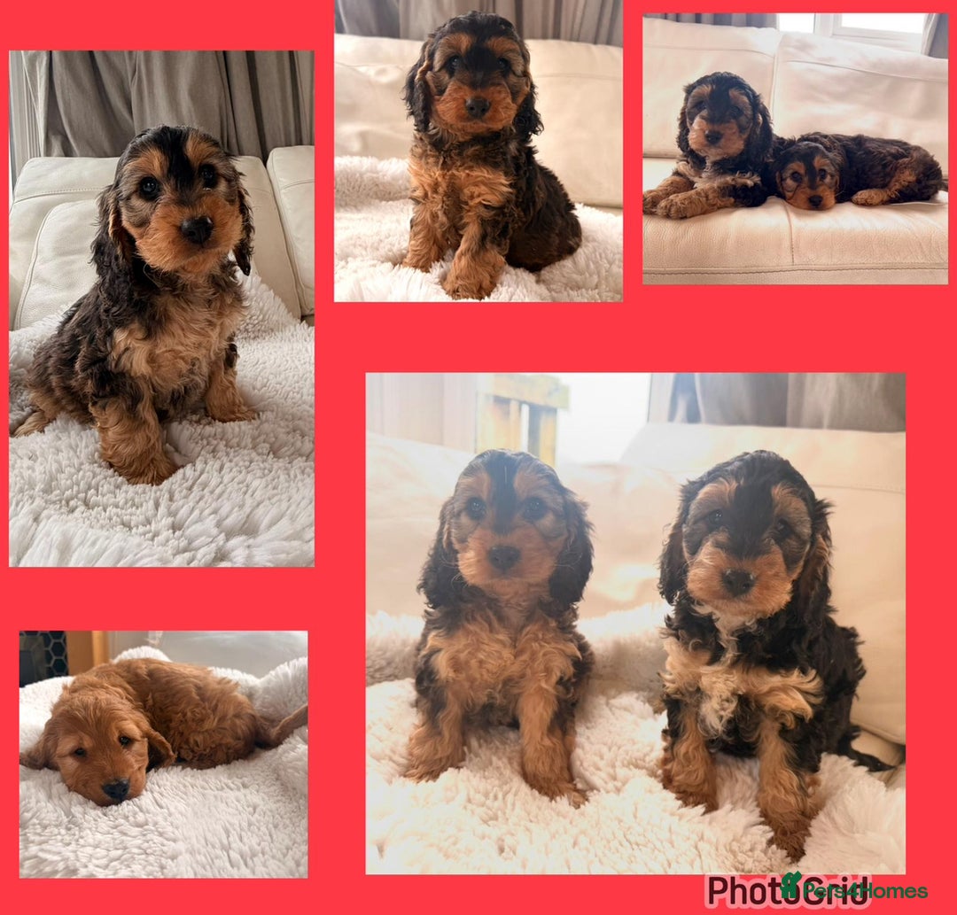 Cockapoo dogs for sale: Gorgeous F1 Cockapoo’s  - Advert 1