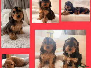 Cockapoo dogs Gorgeous F1 Cockapoo’s - Advert 6