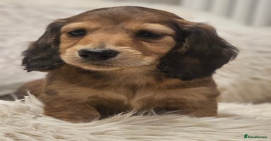 Miniature Dachshund dogs - Advert 8