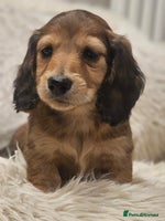 Miniature Dachshund dogs - Advert 8