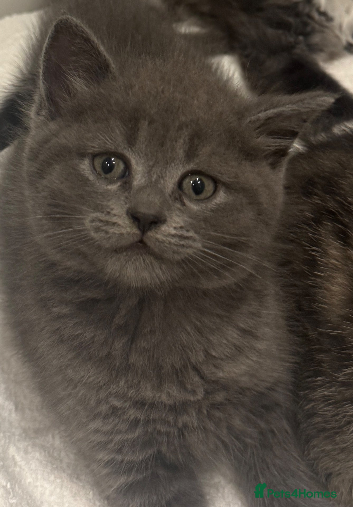 British Shorthair cats Lovely kittens are ready to find their home  - Advert 1