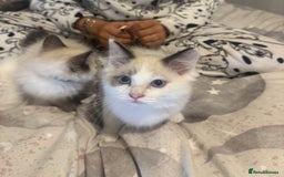 Ragdoll cats for sale: 5 ragdoll kittens GCCF  - Image 18