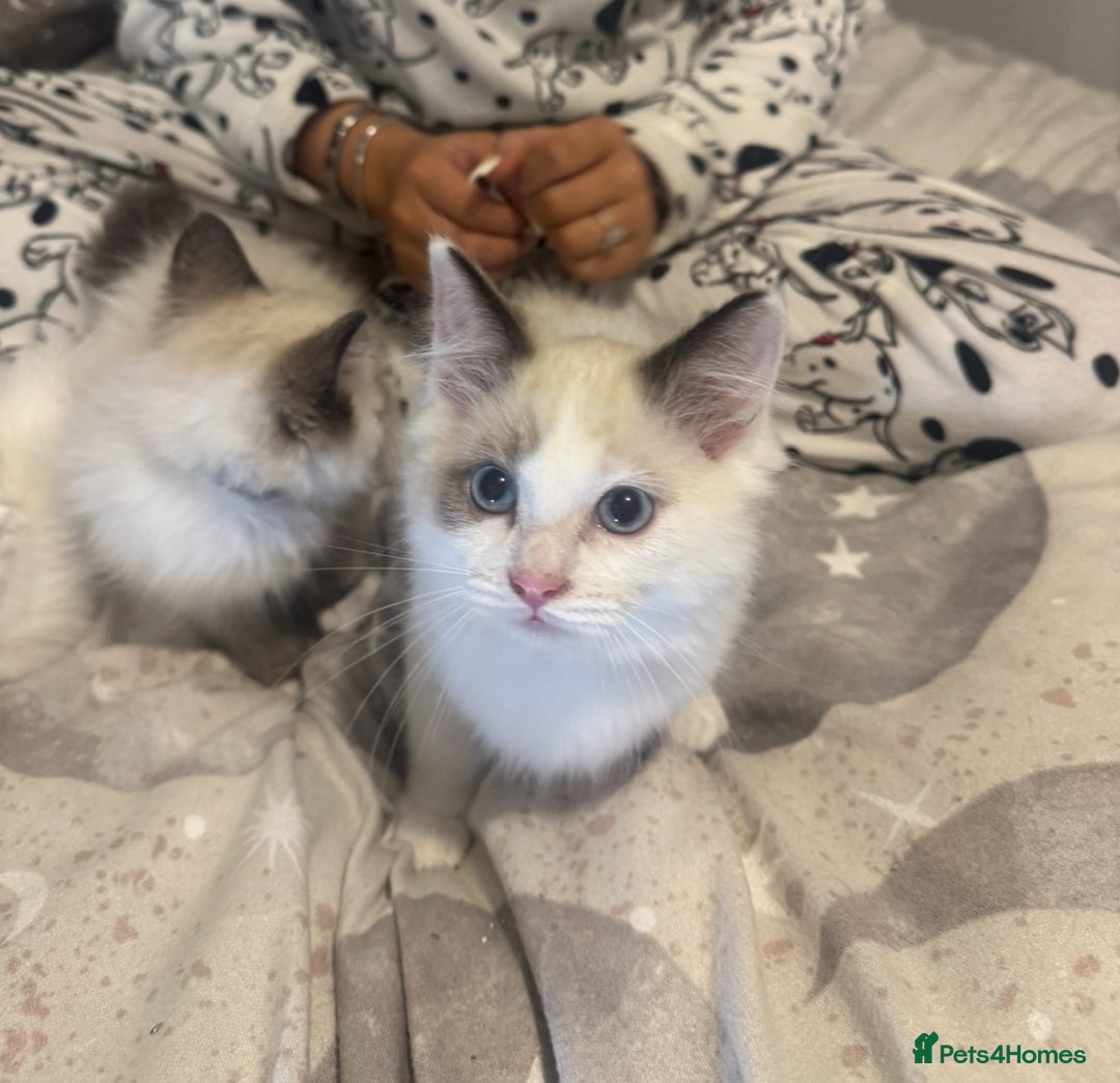 Ragdoll cats for sale: 5 ragdoll kittens GCCF  - Image 18