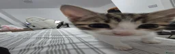 Mixed Breed cats for sale: Adorable factionate tabby boy needing a new home - Advert 3