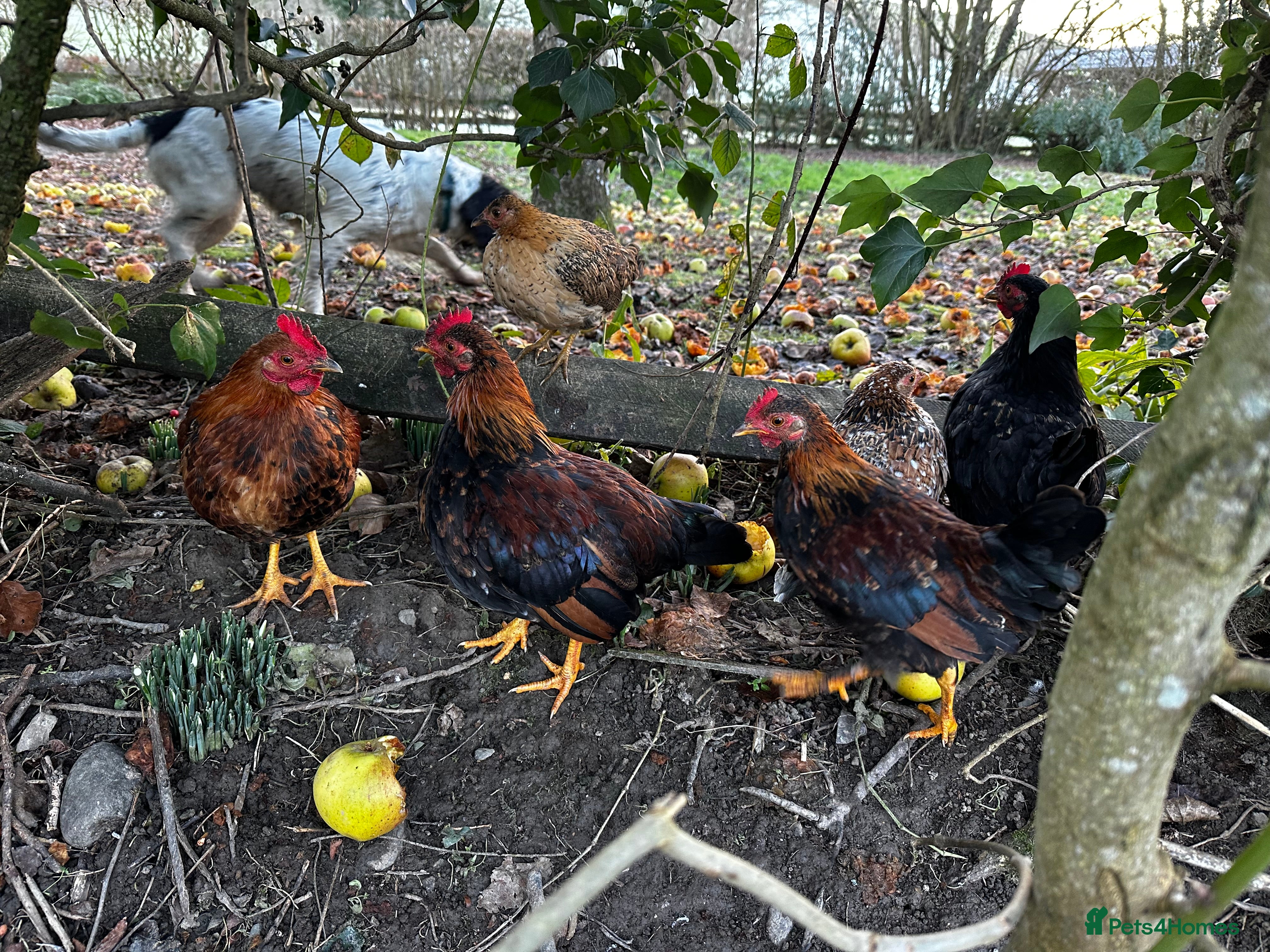 Chickens poultry Bantam Cockerels looking for homes - Advert 1