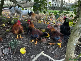 Chickens poultry Bantam Cockerels looking for homes - Advert 1