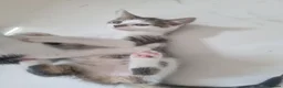 Mixed Breed cats for sale: Female lovely kitten - Advert 4