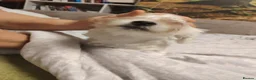Maltese dogs for sale: New warm home's  in Plymouth - Advert 11