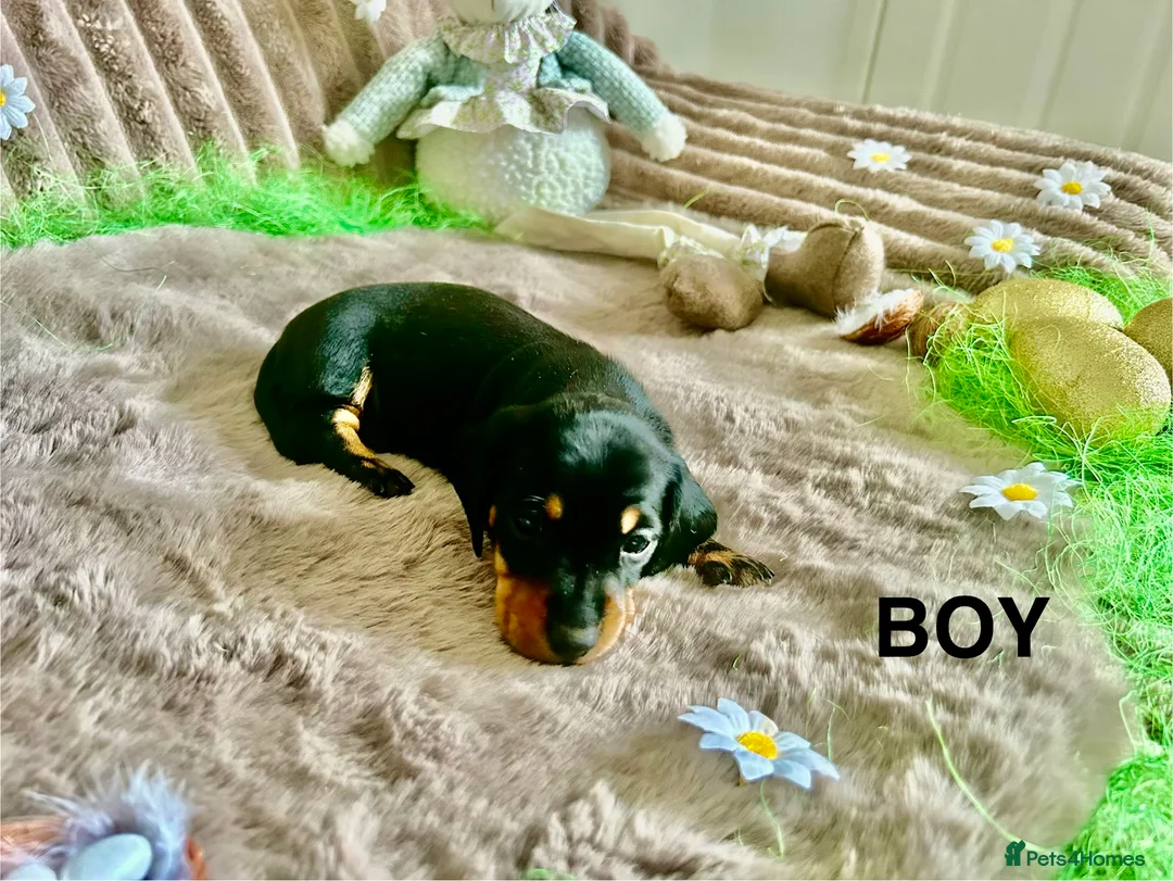Dachshund dogs for sale: Dachshund Puppies   - Advert 13