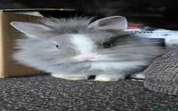 Lionhead rabbits for sale: House rabbit seeking new home - Advert 3