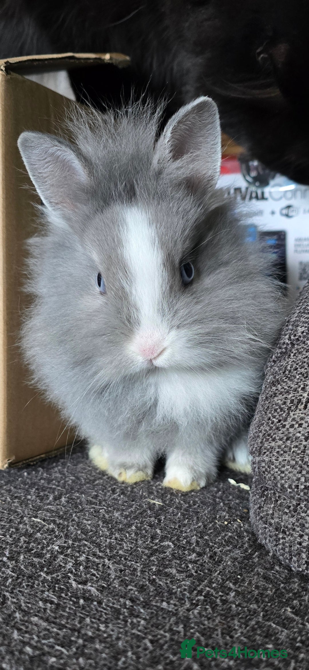 Lionhead rabbits for sale: House rabbit seeking new home - Advert 3