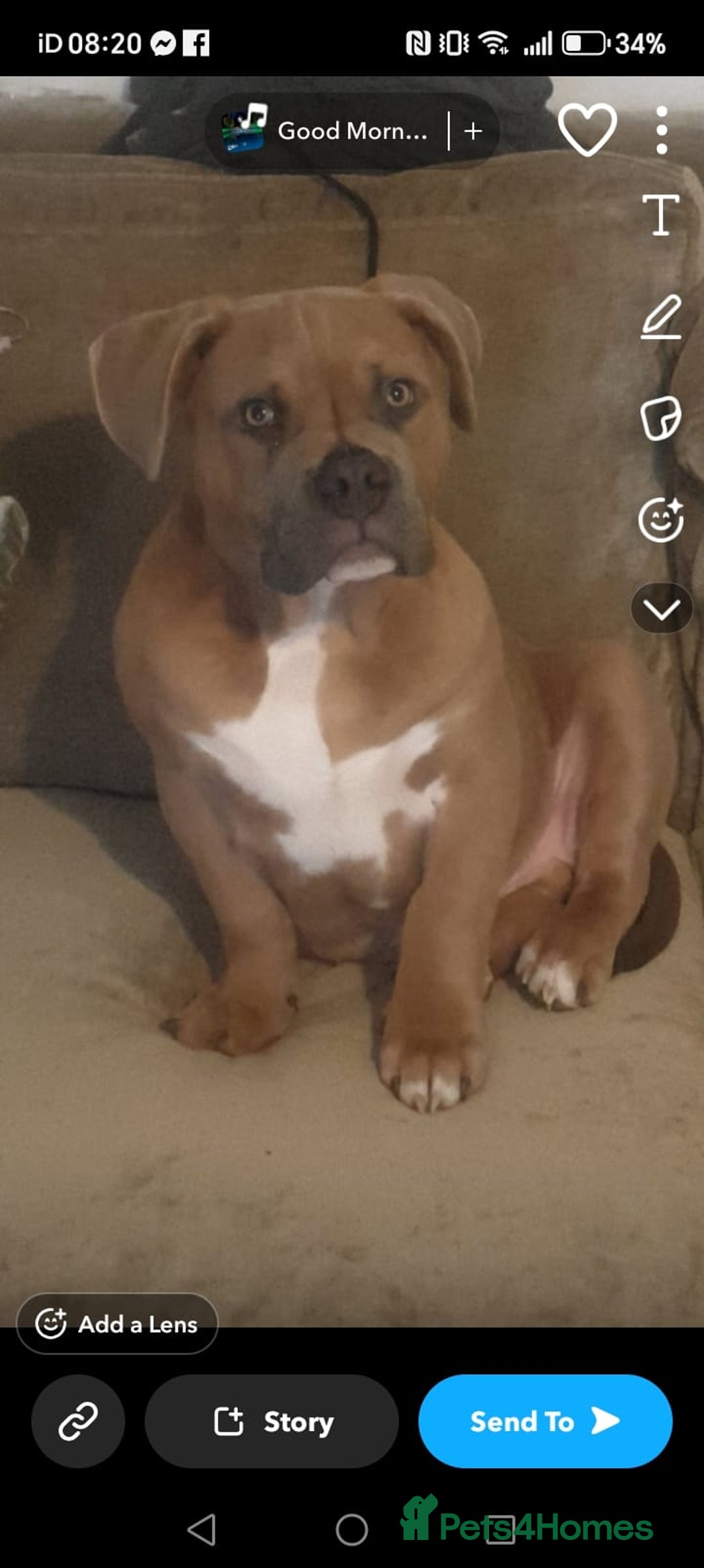American Bully dogs for sale: Pocket Bully, 14 Month,Male,Beautiful Temperament. - Advert 8