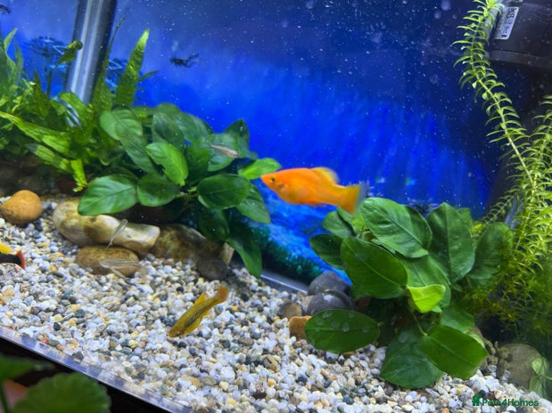 Platies fish - Advert 2