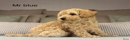 Maltipoo dogs for sale: GORGEOUS MALTIPOOS. BOYS ONLY - Advert 12
