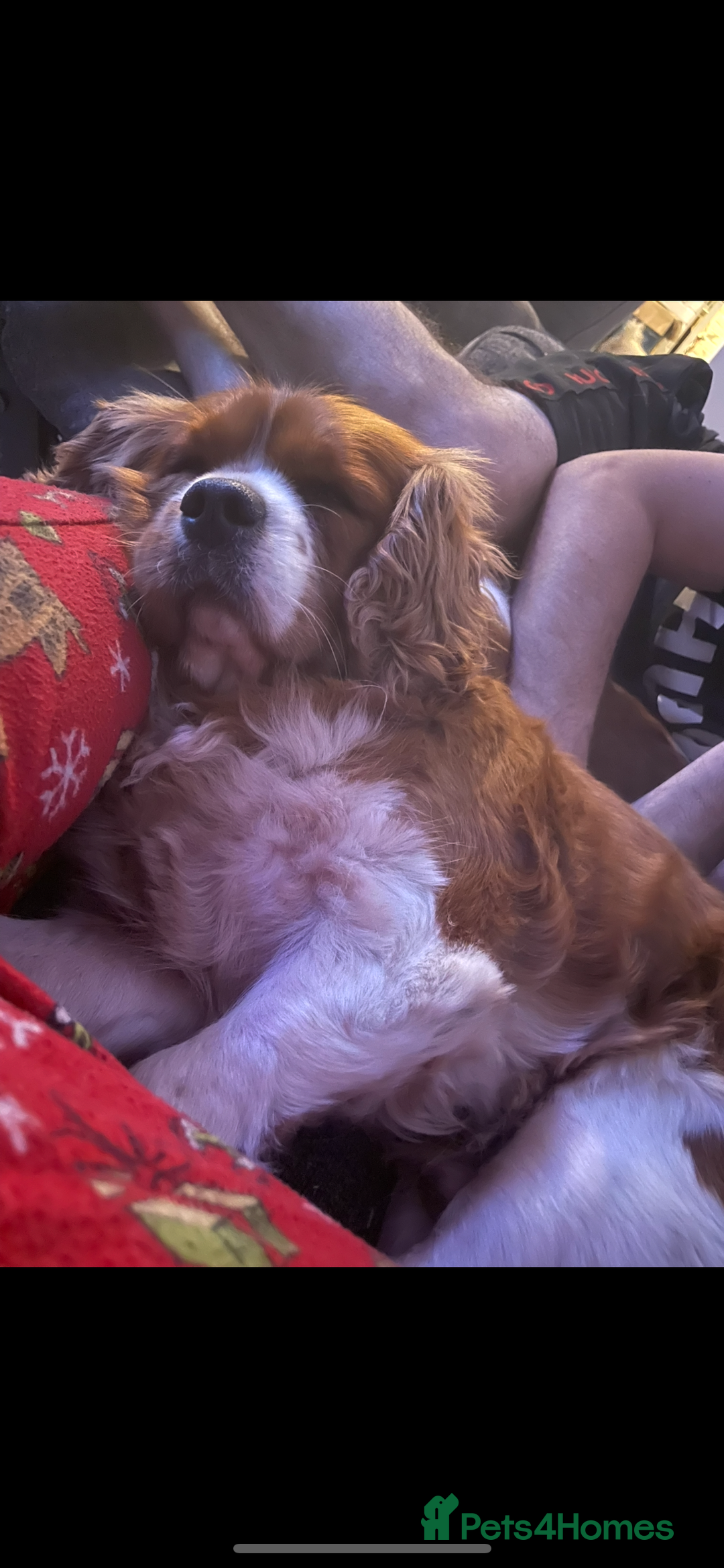 Cavalier King Charles Spaniel dogs for stud: Beautiful Cavalier King Charles for stud - Advert 4