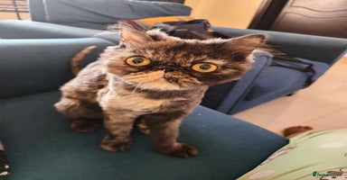Mixed Breed cats - Advert 4