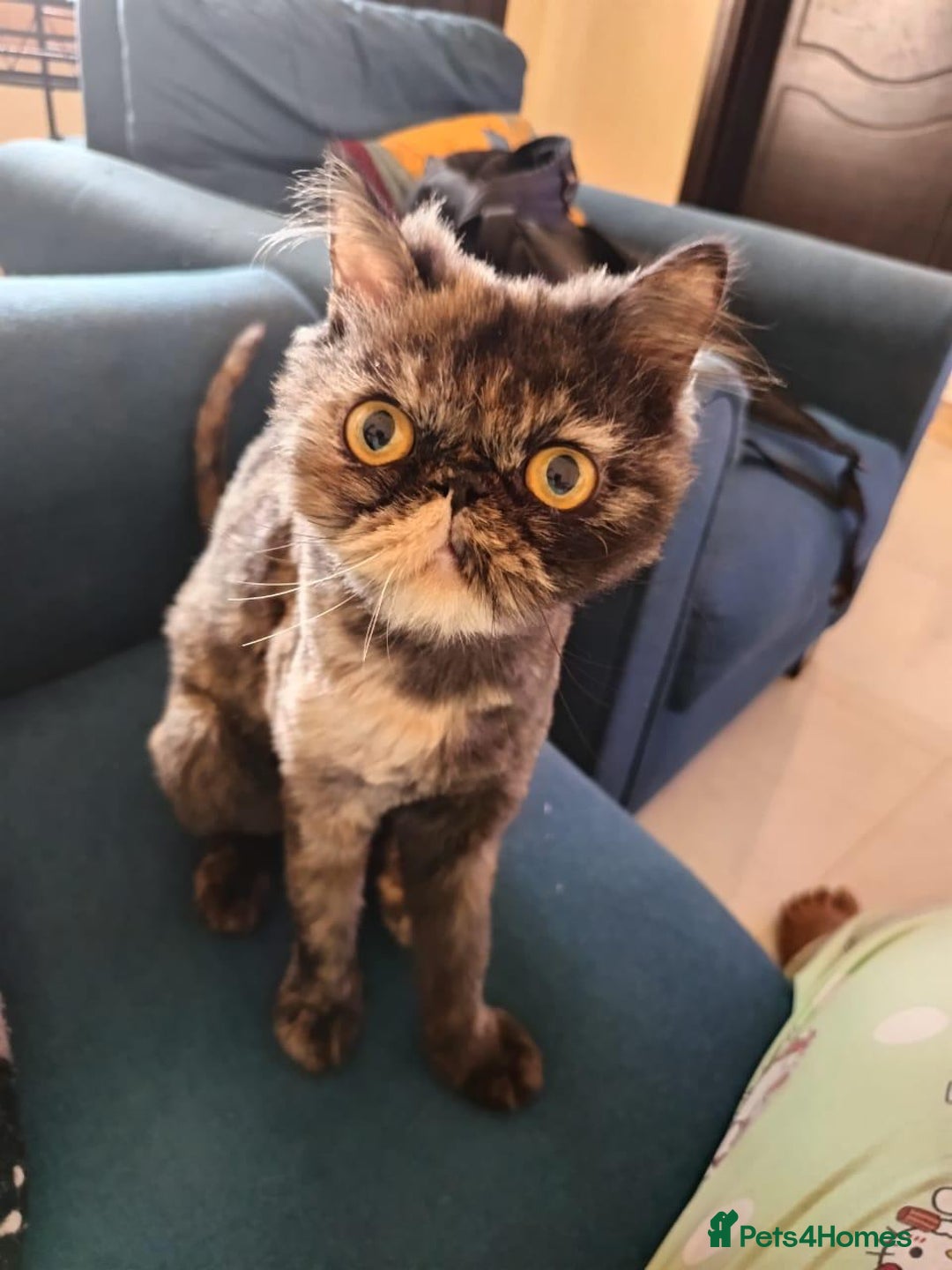 Mixed Breed cats for adoption: ELLIE -IS SHE NOT AMAZING LOOKING PERSIAN KITTEN?? - Image 2