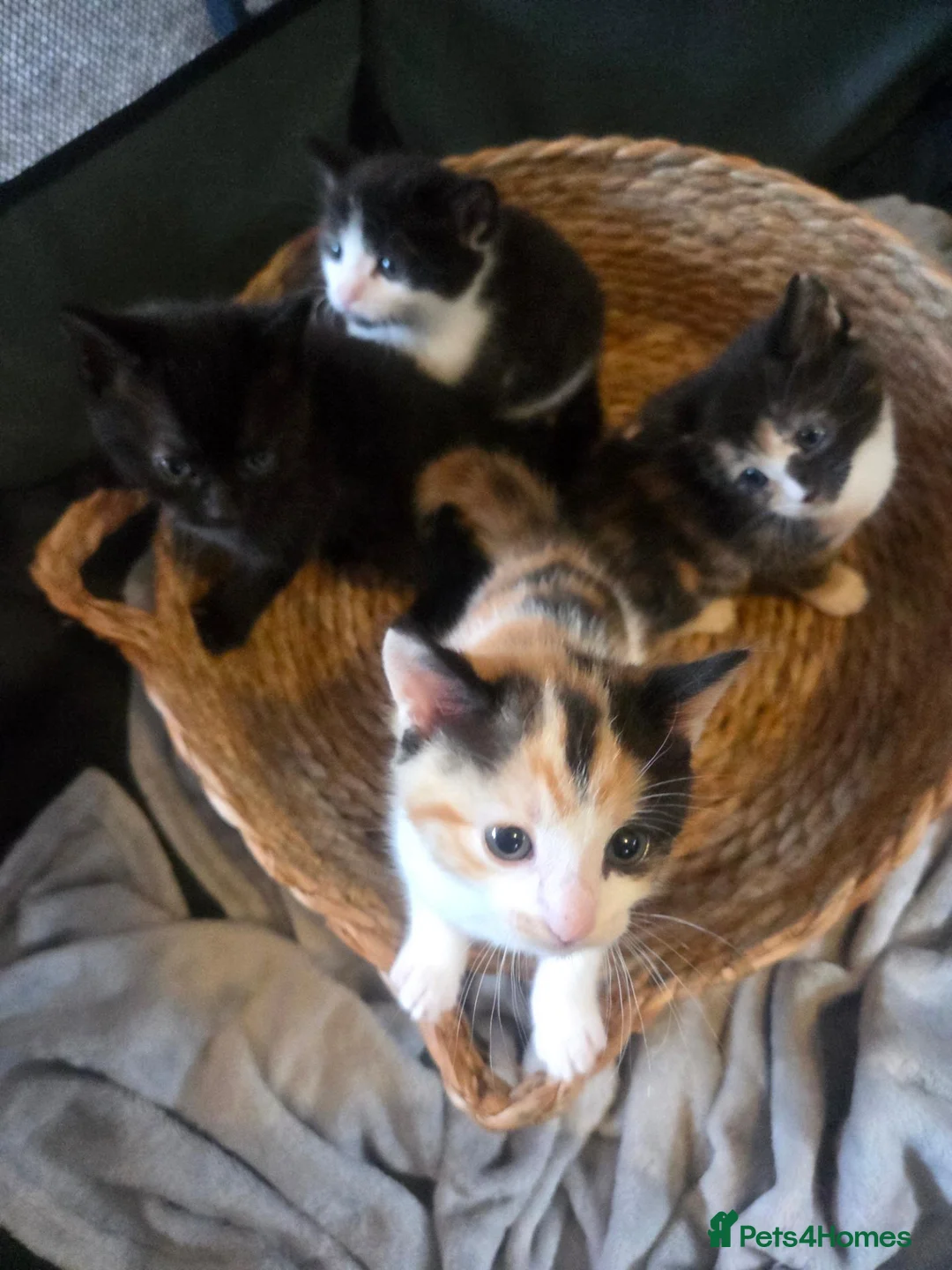 Mixed Breed cats for sale: Kittens  in Erskine - Advert 3