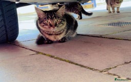 Mixed Breed cats for sale: 2x Female mixed breed kittens for sale  - Image 11