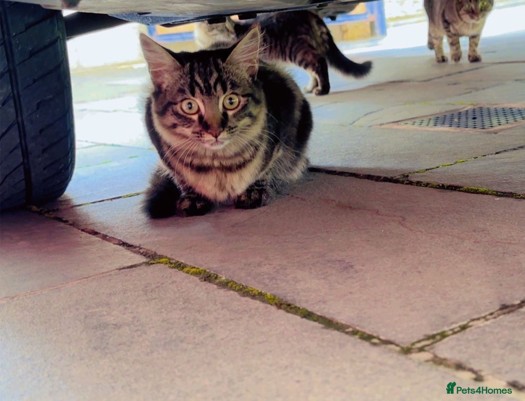 Mixed Breed cats for sale: 2x Female mixed breed kittens for sale  - Image 11