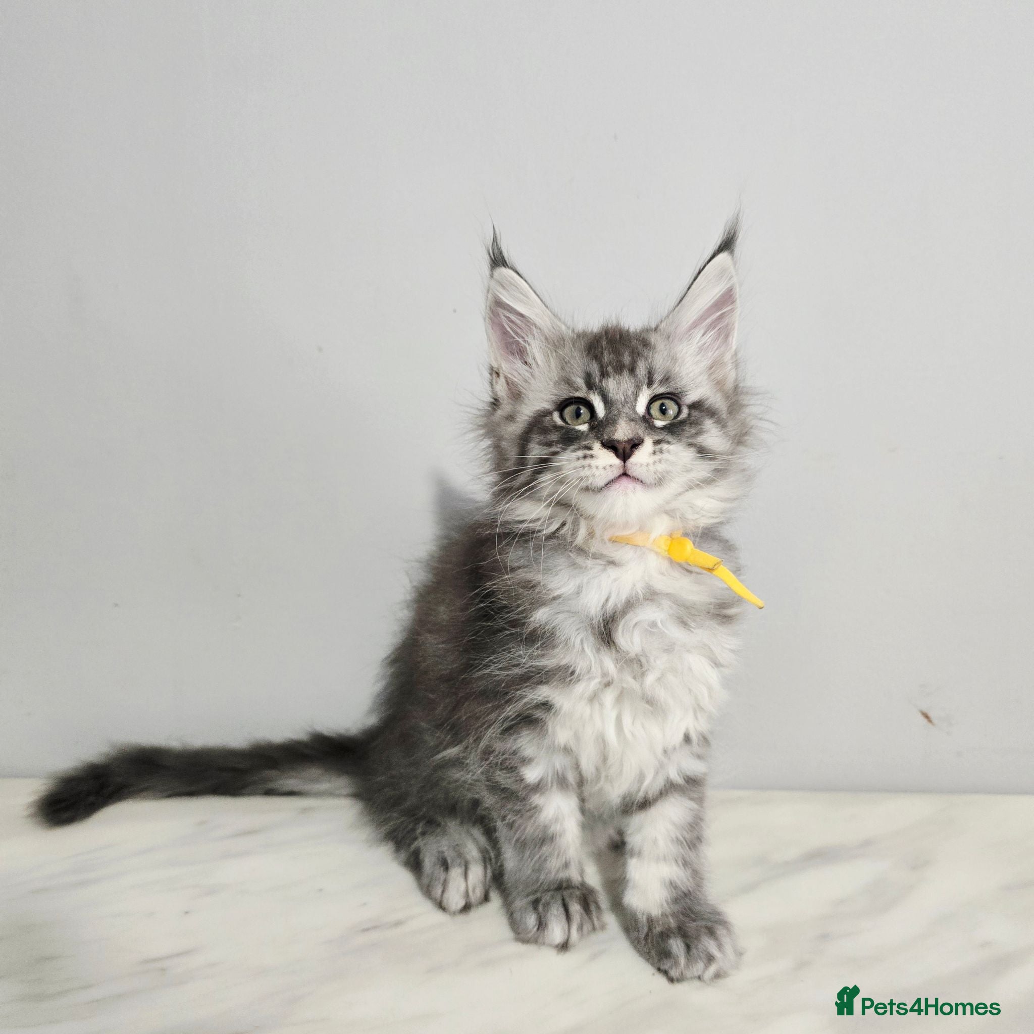 Maine Coon cats tica registered females mainecoon shaded line - Advert 13
