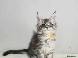 Maine Coon cats tica registered females mainecoon shaded line - Advert 2