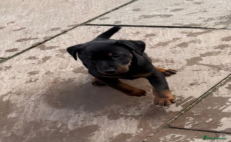 Jagdterrier dogs - Advert 1