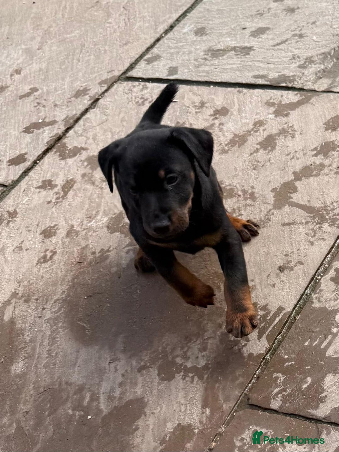 Jagdterrier dogs for sale: Jagd terrier dog & bitch pup - Image 1