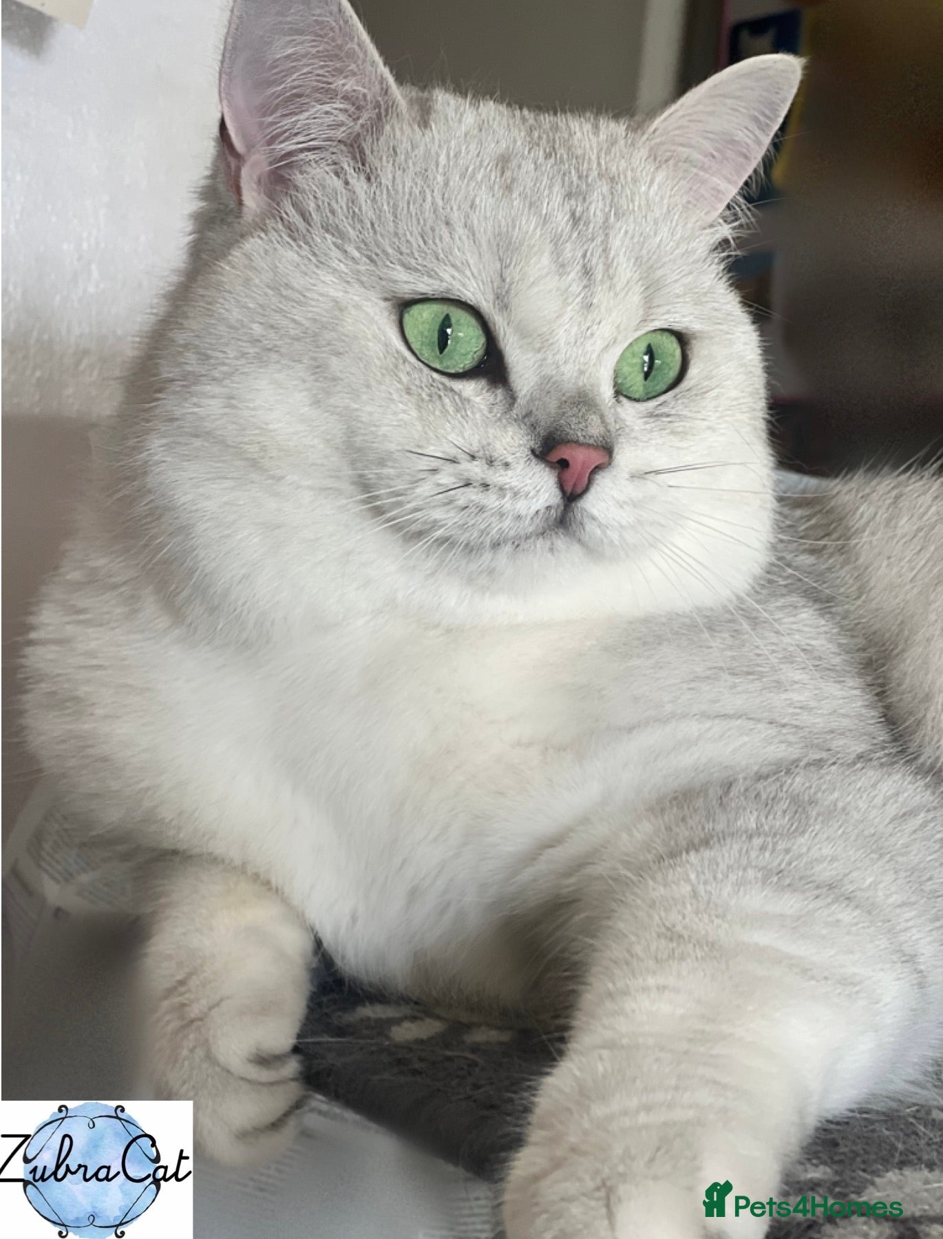 British Shorthair cats ACTIVE reg 𝑮𝑪𝑪𝑭/TICA BSH CHINCHILLA 🏆 - Advert 9