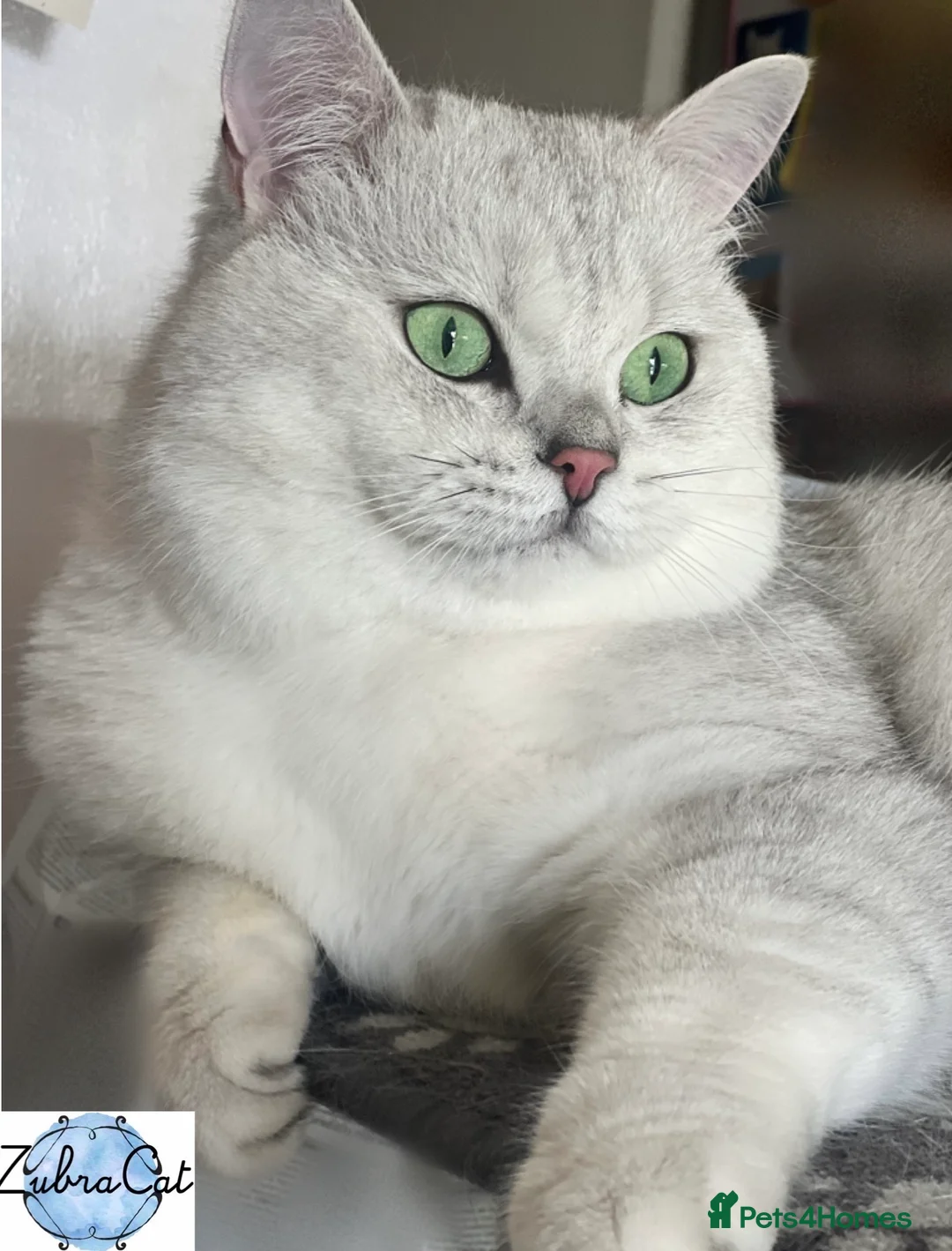 British Shorthair cats for stud: ACTIVE reg 𝑮𝑪𝑪𝑭/TICA BSH CHINCHILLA 🏆 in Ilford - Advert 9