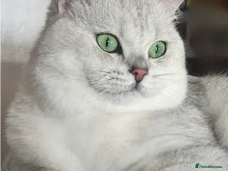 British Shorthair cats ACTIVE reg ๐ฎ๐ช๐ช๐ญ/TICA BSH CHINCHILLA ๐ - Advert 9
