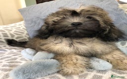 Shihpoo dogs for sale: shihpoo puppies for sale  - Image 20