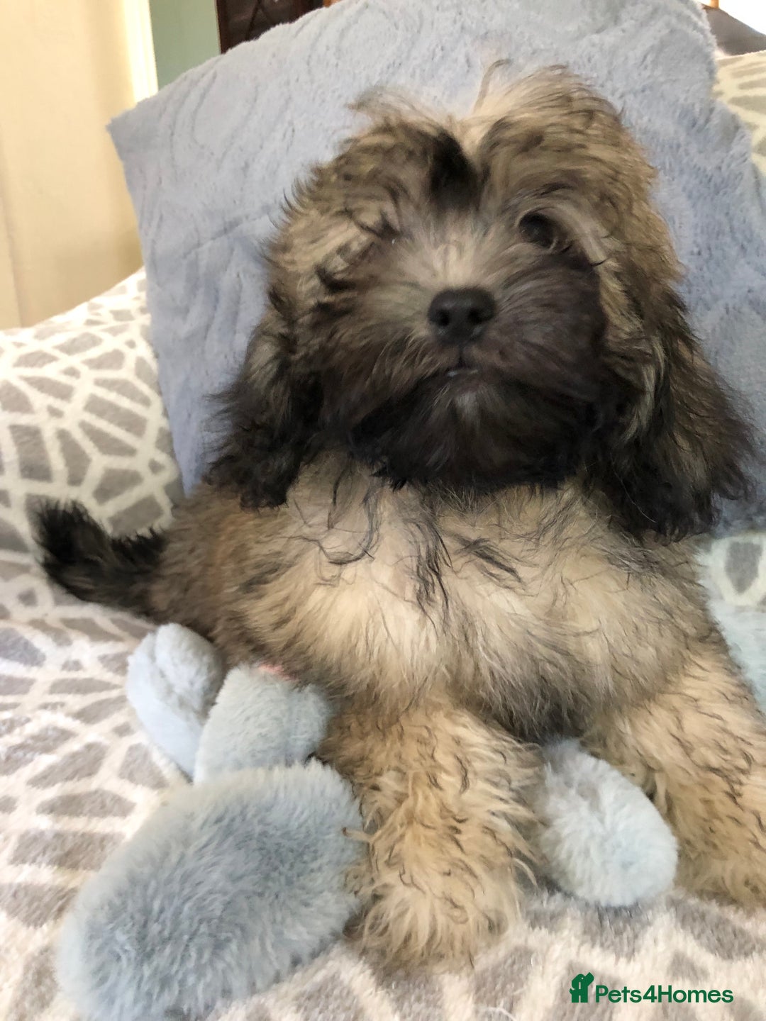 Shihpoo dogs for sale: shihpoo puppies for sale  - Image 20